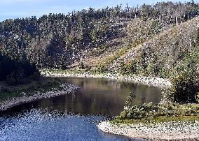 Guardian of the Flooded Village, Scots Pine, Pinus silvestris