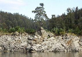 Guardian of the Flooded Village, Scots Pine, Pinus silvestris