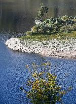 Guardian of the Flooded Village, Scots Pine, Pinus silvestris