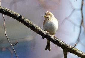 Brambling (Fringilla montifringilla)