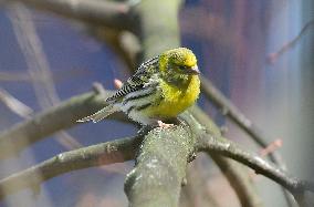 European Serin (Serinus serinus)