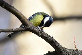 Sykora konadra (Parus major)