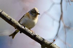 Brambling (Fringilla montifringilla)