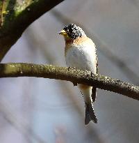 Brambling (Fringilla montifringilla)