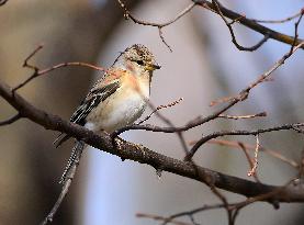 Brambling (Fringilla montifringilla)