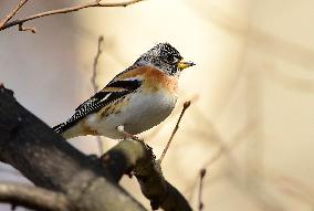 Brambling (Fringilla montifringilla)