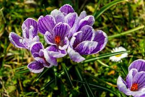 Crocus, crocuses, croci