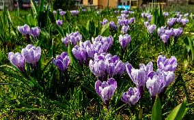 Crocus, crocuses, croci