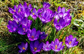 Crocus, crocuses, croci