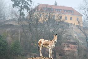 Turkmenian Kulan (Equus hemionus kulan)