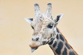 Nubian Giraffe (Rothschild's, Giraffa camelopardalis camelopardalis)