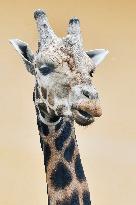 Nubian Giraffe (Rothschild's, Giraffa camelopardalis camelopardalis)