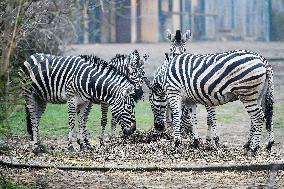 Chapman's zebra (Equus quagga chapmani)