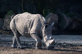 southern white rhinoceros, southern square-lipped rhinoceros (Ceratotherium simum simum)