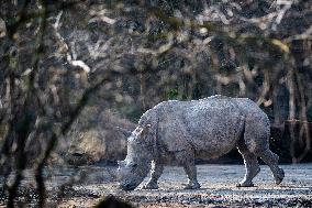 southern white rhinoceros, southern square-lipped rhinoceros (Ceratotherium simum simum)