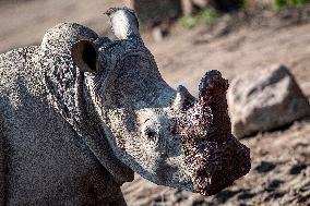 southern white rhinoceros, southern square-lipped rhinoceros (Ceratotherium simum simum)