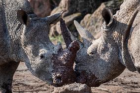 southern white rhinoceros, southern square-lipped rhinoceros (Ceratotherium simum simum)