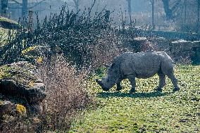 southern white rhinoceros, southern square-lipped rhinoceros (Ceratotherium simum simum)