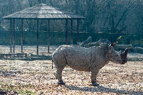 southern white rhinoceros, southern square-lipped rhinoceros (Ceratotherium simum simum)