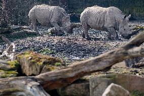 southern white rhinoceros, southern square-lipped rhinoceros (Ceratotherium simum simum)