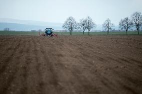 Planting of sugar beet