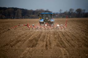 Planting of sugar beet