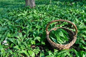 A weaved basket full of picked wild Allium ursinum leaves