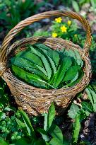 A weaved basket full of picked wild Allium ursinum leaves