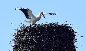white stork (Ciconia ciconia), nest