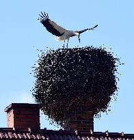 white stork (Ciconia ciconia), nest