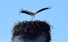 white stork (Ciconia ciconia), nest