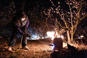 volunteer ignites fire in orchard to protect fruit trees against frost, tree, protection