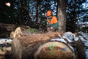 lumberjack, cutting tree, forest, Sumava National Park