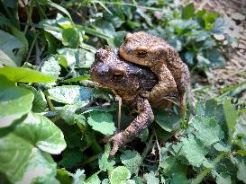 mating Common European Toads