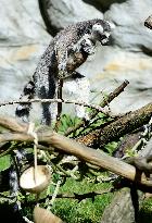 Ring-tailed lemur, Lemur catta, ZOO Olomouc