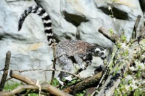 Ring-tailed lemur, Lemur catta, ZOO Olomouc