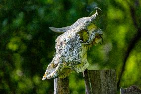 Chernobyl zone, restricted territory, cow skull