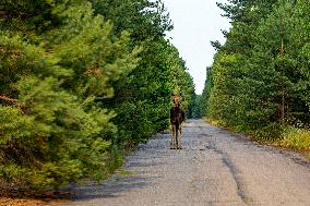 Chernobyl zone, restricted territory, elk or moose (Alces alces)