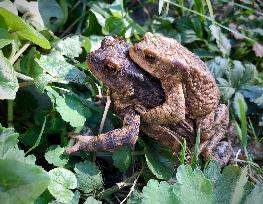 mating Common European Toads