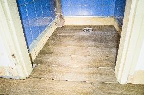 construction site, family house, bathroom, reconstruction, renovation, pavage, paving, floor, flooring