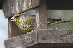 European greenfinch (Chloris chloris)