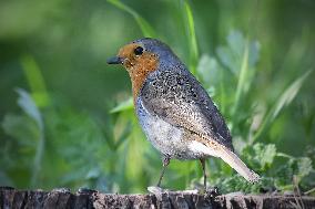 European robin (Erithacus rubecula)