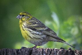 Eurasian siskin (Spinus spinus)