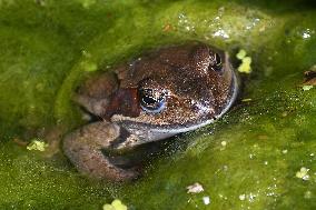 Common frog (Rana temporaria)