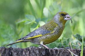 European greenfinch (Chloris chloris)