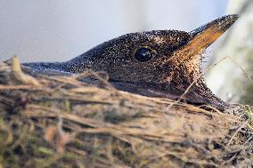 Common blackbird (Turdus merula), nest