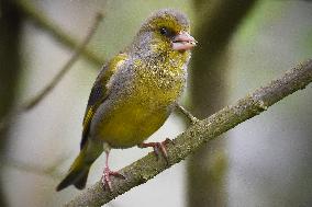 European greenfinch (Chloris chloris)