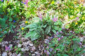Erythronium dens-canis, the dog's-tooth-violet, dogtooth violet, flower, bloom