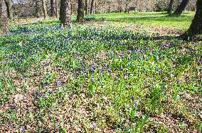 Muscari latifolium, broad-leaved grape hyacinth, flower, bloom