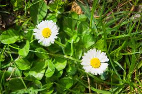 Bellis perennis, the common daisy, flower, bloom